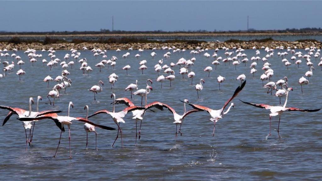 L'Etoile De Mer Sete Luaran gambar